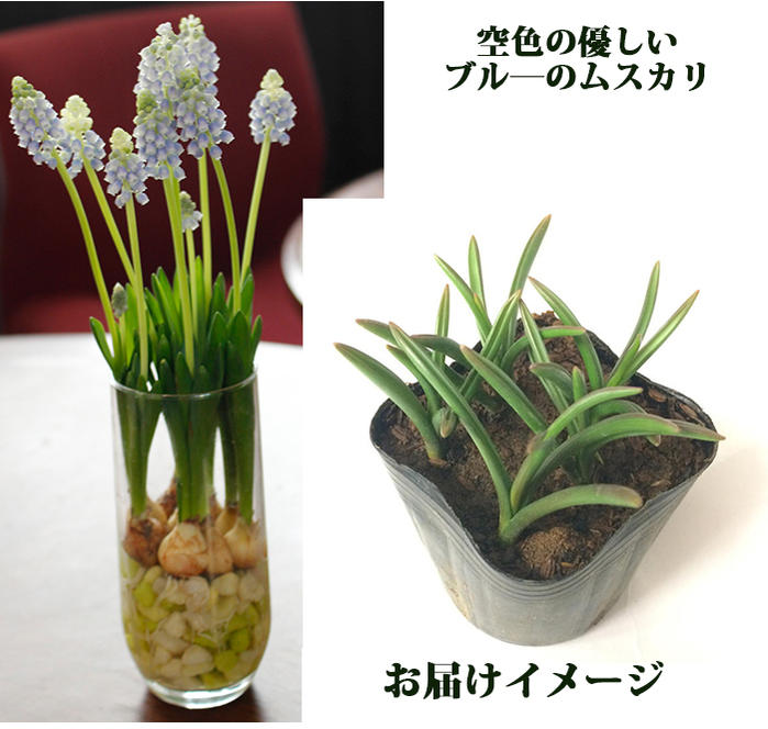 楽天市場 芽出し植え球根 ムスカリ バレリーフィネス4ポットセット お届け中 Muscarivaleriefinnis ムスカリ 球根 セット 鉢植え 庭植え 寄せ植え ガーデニング 芽出し球根 ハッピーガーデン