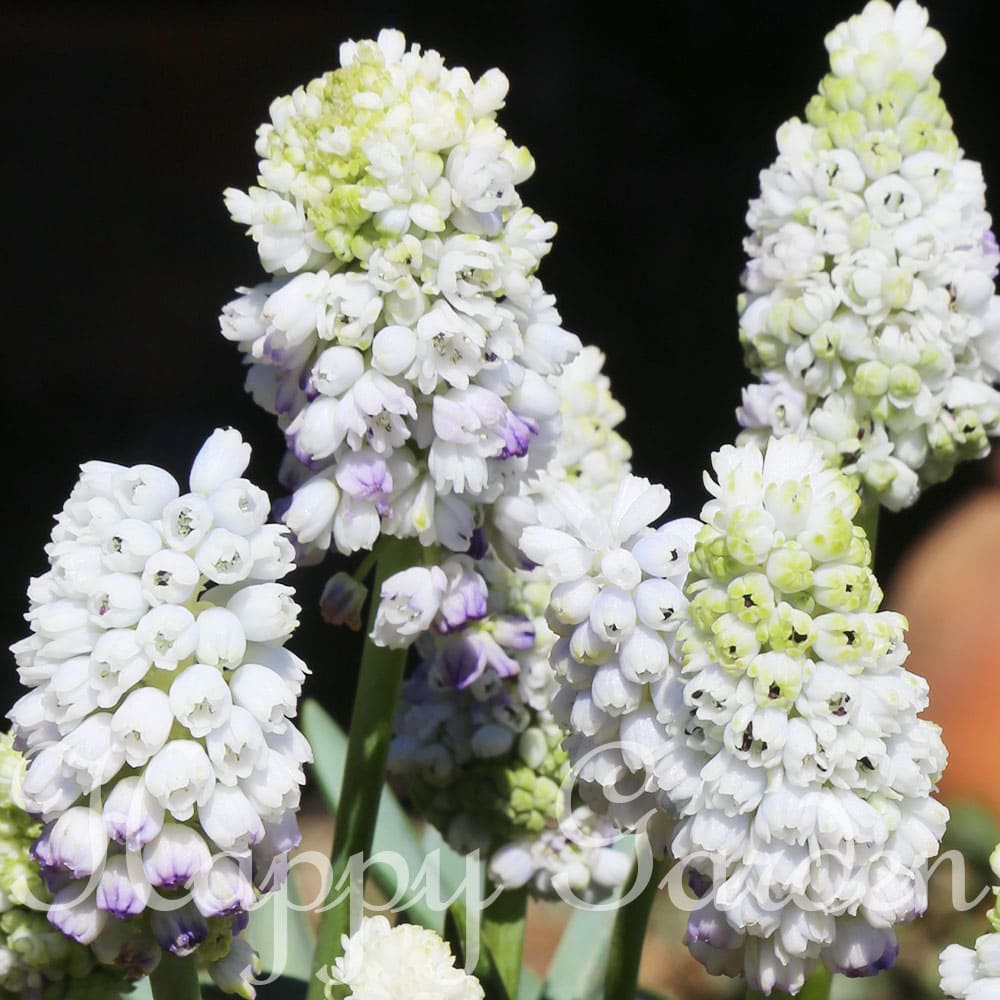 楽天市場】球根 ムスカリ ホワイトマジック 4球セット【お届け中 中型