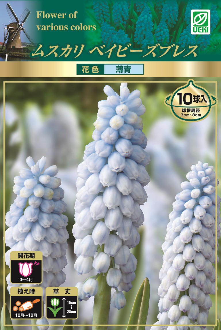 楽天市場 秋植え球根 ムスカリ ベイビーズブレス5球詰め お届け開始10月上旬より先行予約 ムスカリ 球根 セット 鉢植え 庭植え 寄せ植え ガーデニング 秋植え球根 メール便対応時間指定 代引き不可 ハッピーガーデン