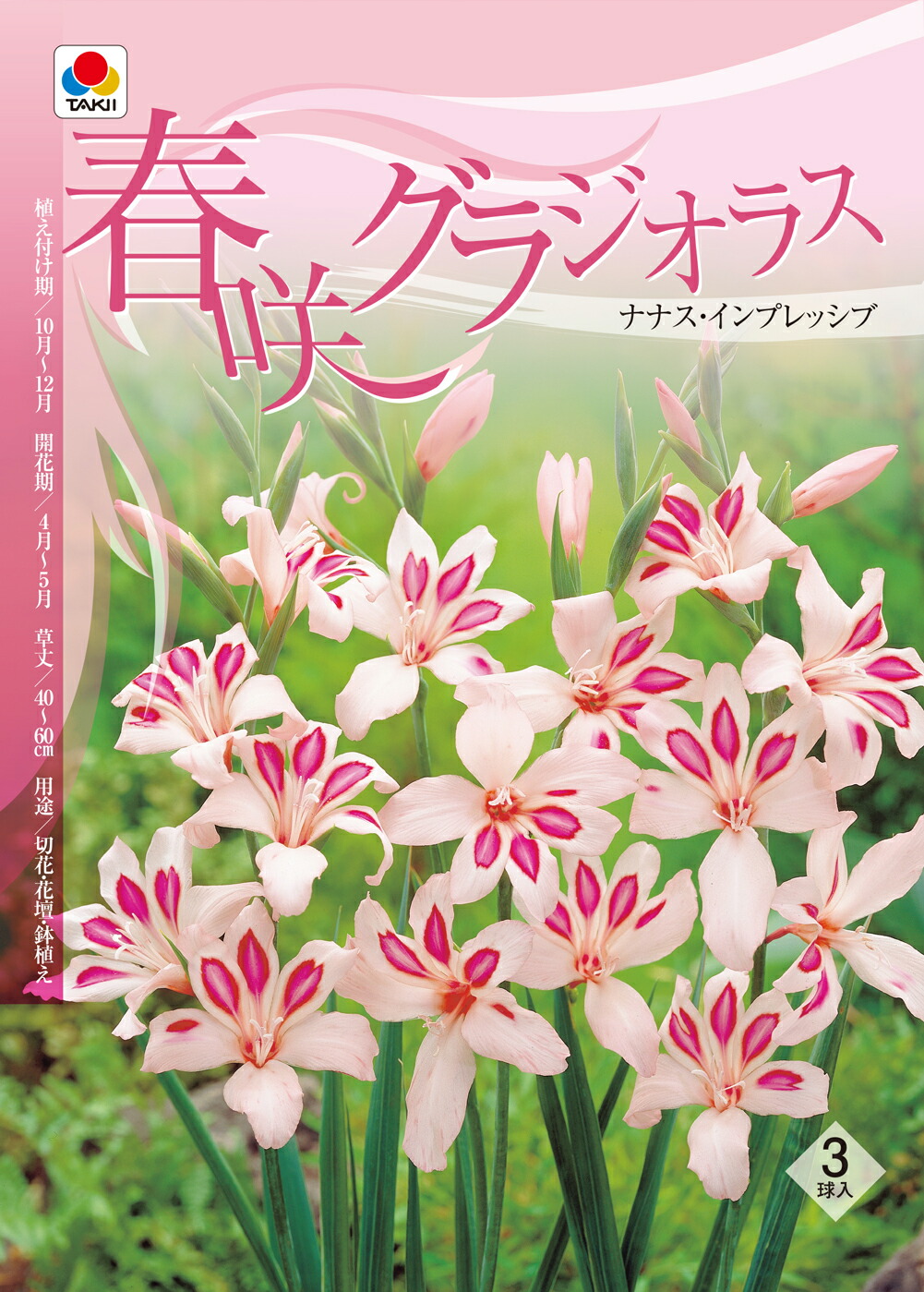 楽天市場 小球根 春咲きグラジオラス ナナス インプレシブ 球根3球入り お届け中 Gladiuolus ピンク花 春開花 花壇 ガーデン 庭植え 球根 花 花の球根 ネコポス メール便 21bu ハッピーガーデン