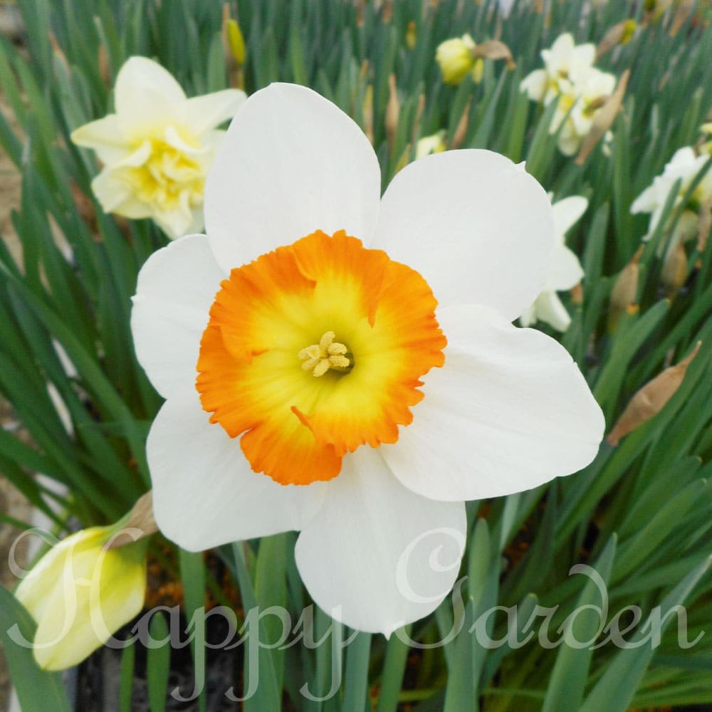 楽天市場】球根 花 八重咲き 水仙 リプリート 2球セット 白/橙桃【お