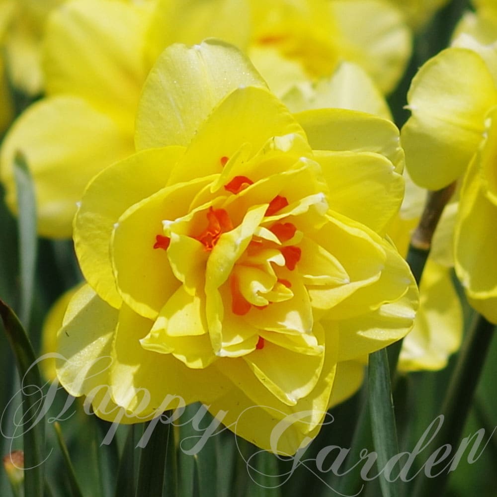 楽天市場】球根 花 八重咲き 水仙 リプリート 2球セット 白/橙桃【お