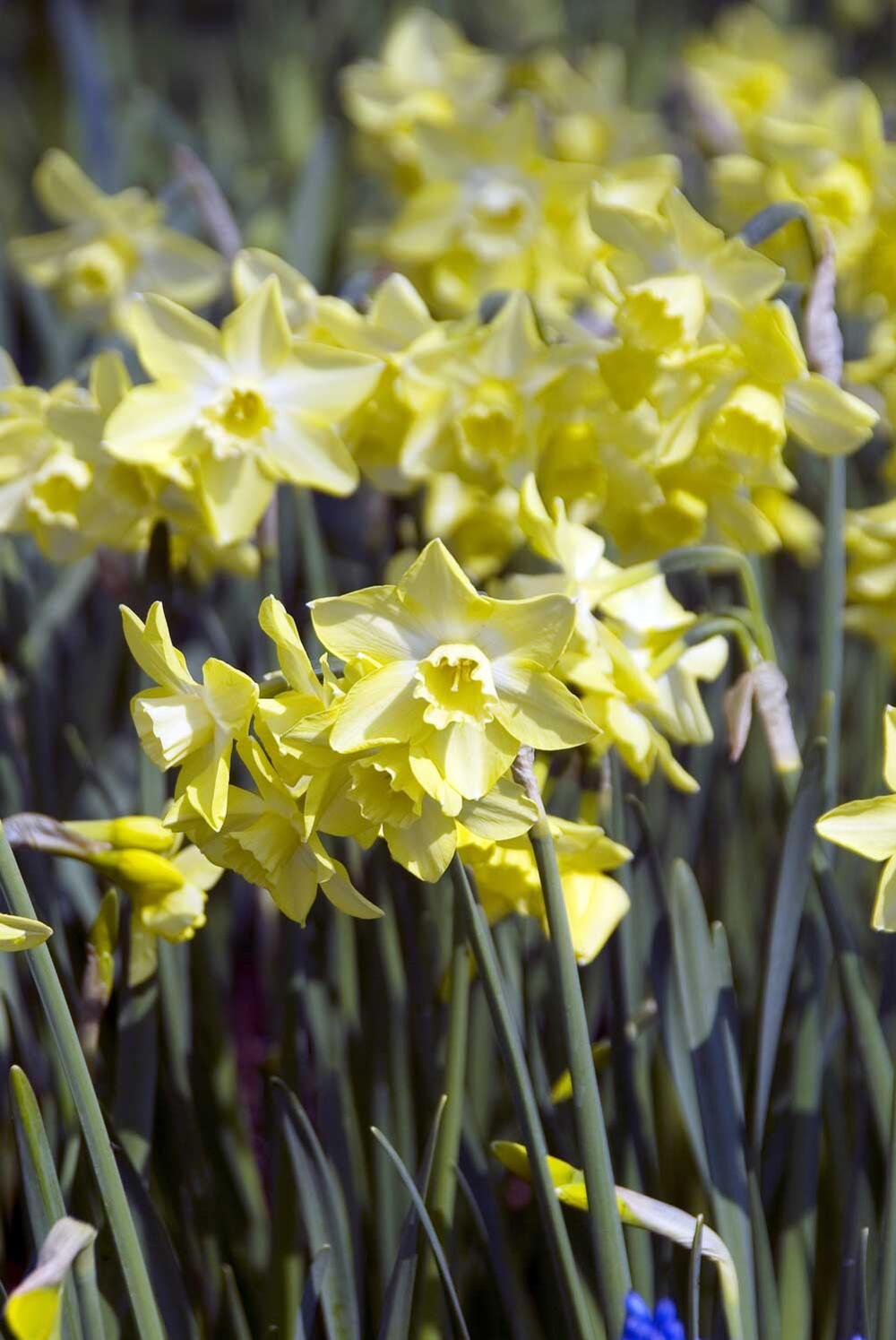 楽天市場 芽出し球根 ポット植え 水仙 ピピット 1鉢1球植え お届け中 Narcissus Pipit スイセン すいせん 球根 花の球根 秋植え球根 ガーデニング 庭植え 鉢植え 秋植え 冬植え球根 花壇 野放し ハッピーガーデン