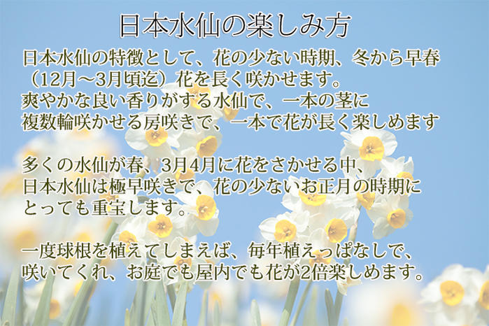楽天市場 1000円ポッキリ 地域限定送料無料 芽出し球根 水仙 日本水仙 3鉢セット 1鉢1球植え お届け中 Narcissus Tazetta Var Chinensis スイセン すいせん 鉢植え 庭植え 冬咲き ガーデニング 耐寒性 多年草 ハッピーガーデン