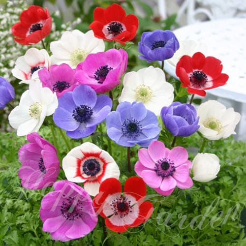 楽天市場】春のガーデニング 吹き詰めアネモネ フルダブルアネモネ 万