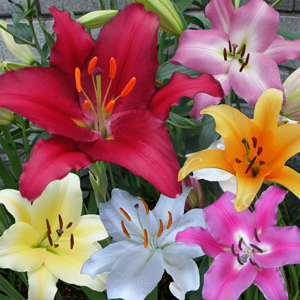 楽天市場】オリエンタルリリー ピンク系八重咲き 3品種（ウェーブ