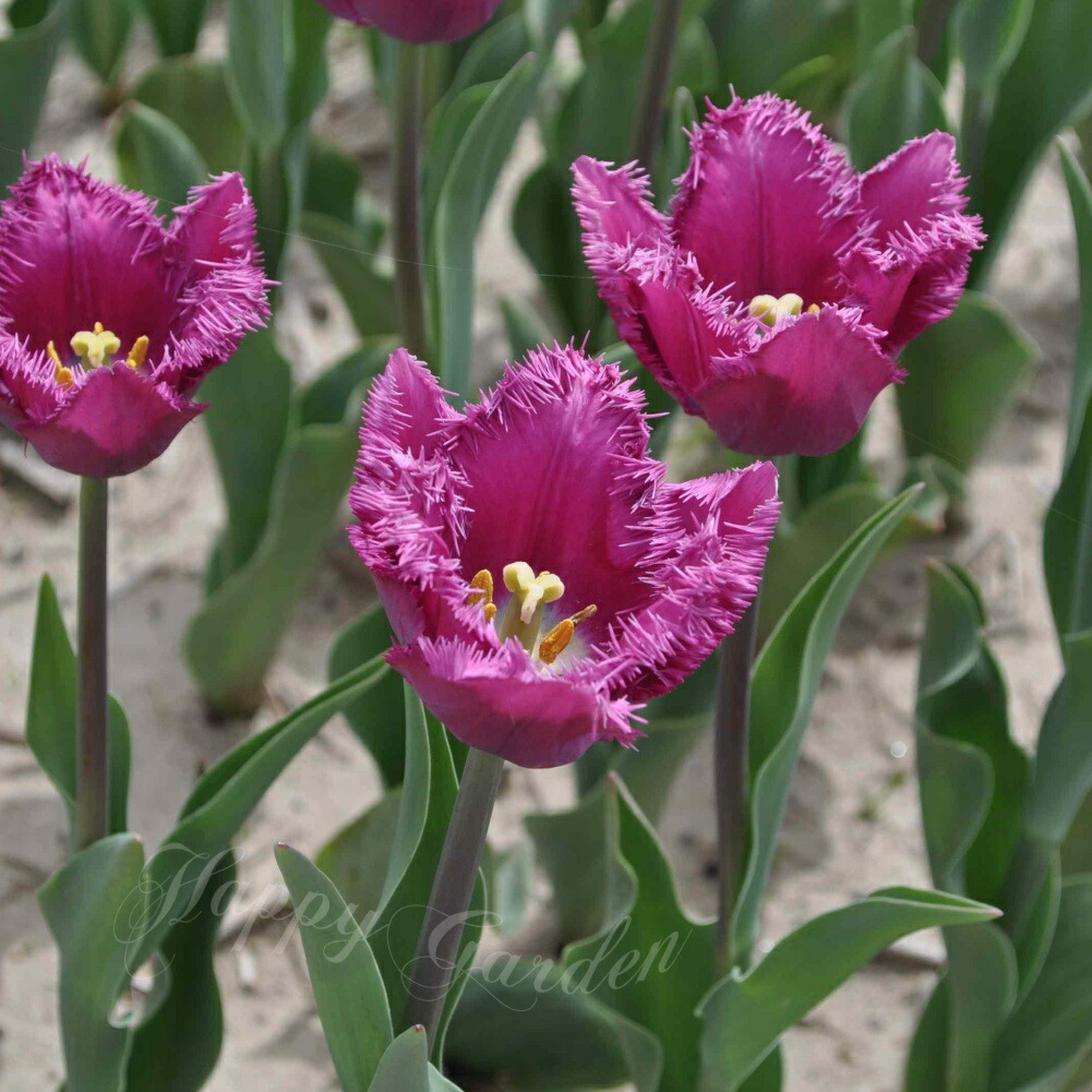 楽天市場】球根 花 フリンジ咲き チューリップ ラブラドール 5球セット