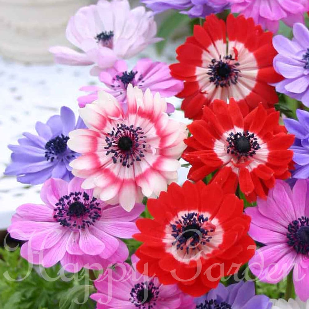 楽天市場】植えっぱなしでOK 秋植え 春咲き球根 ワトソニア