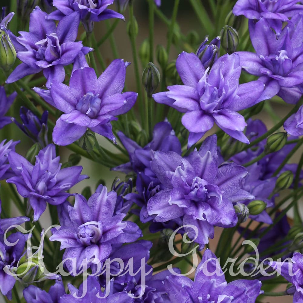 楽天市場 1000円ポッキリ 送料無料 植えっぱなし 球根 トリテレイア ブローディア アクアリウス 6球 セット お届け中 全国ドコでも送料無料 メール便 小球根 Triteleia Aquarius 多年草 青花 球根植物 秋植え球根 花の球根 花壇 庭植え 鉢植え ガーデン ガーデニング