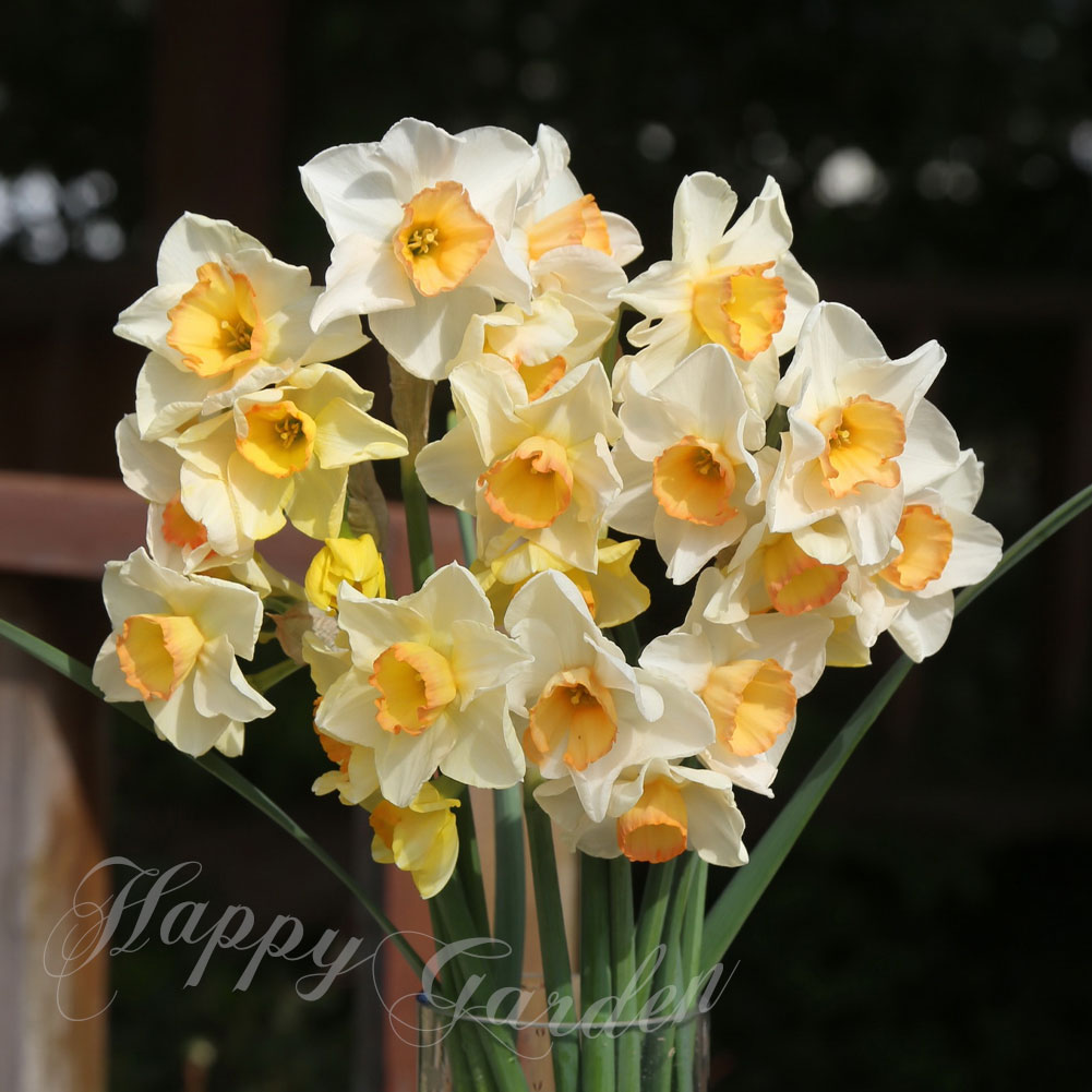 楽天市場】球根 花 八重咲き 水仙 リプリート 2球セット 白/橙桃【お