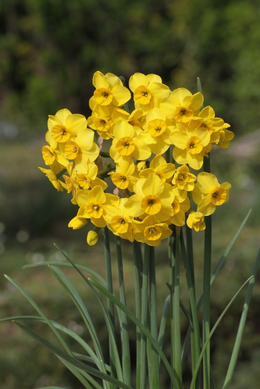 楽天市場】球根 花 植えっぱなし 水仙 ブラッシングレディー 2球 春