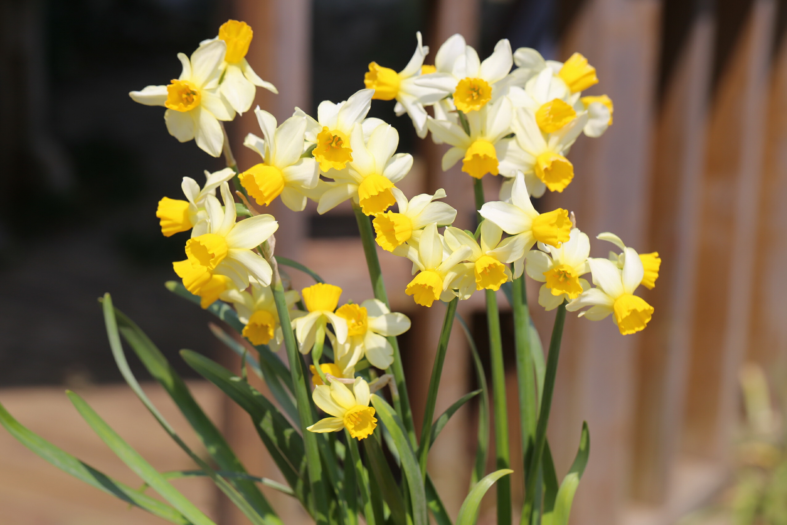 楽天市場】球根 花 植えっぱなし 水仙 ホワイトマジック 3球セット 春