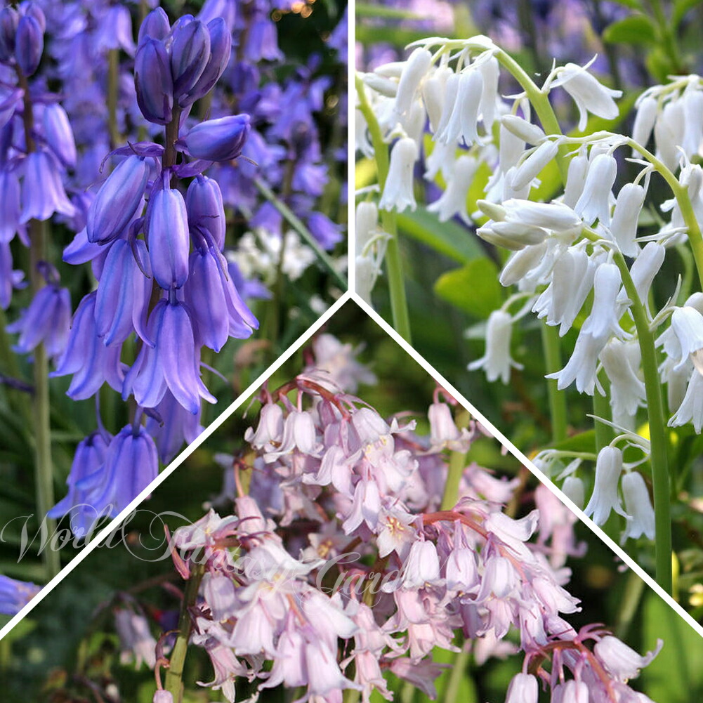 楽天市場】シラー ペルビアナ ブルー 4号苗(d12) : 千草園芸