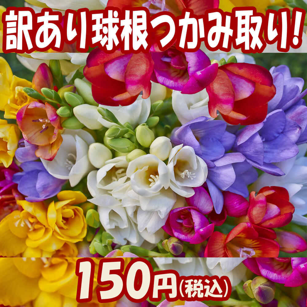 楽天市場 訳アリ球根 イエーイ フリージア つかみ取り 1つかみ 15球 25球程球数不明 選べる4色 お届け中 メール便対応 可能 代引き不可 球根 セット 秋植え 暖地むけ ハネダシ きゅうこん ハッピーガーデン