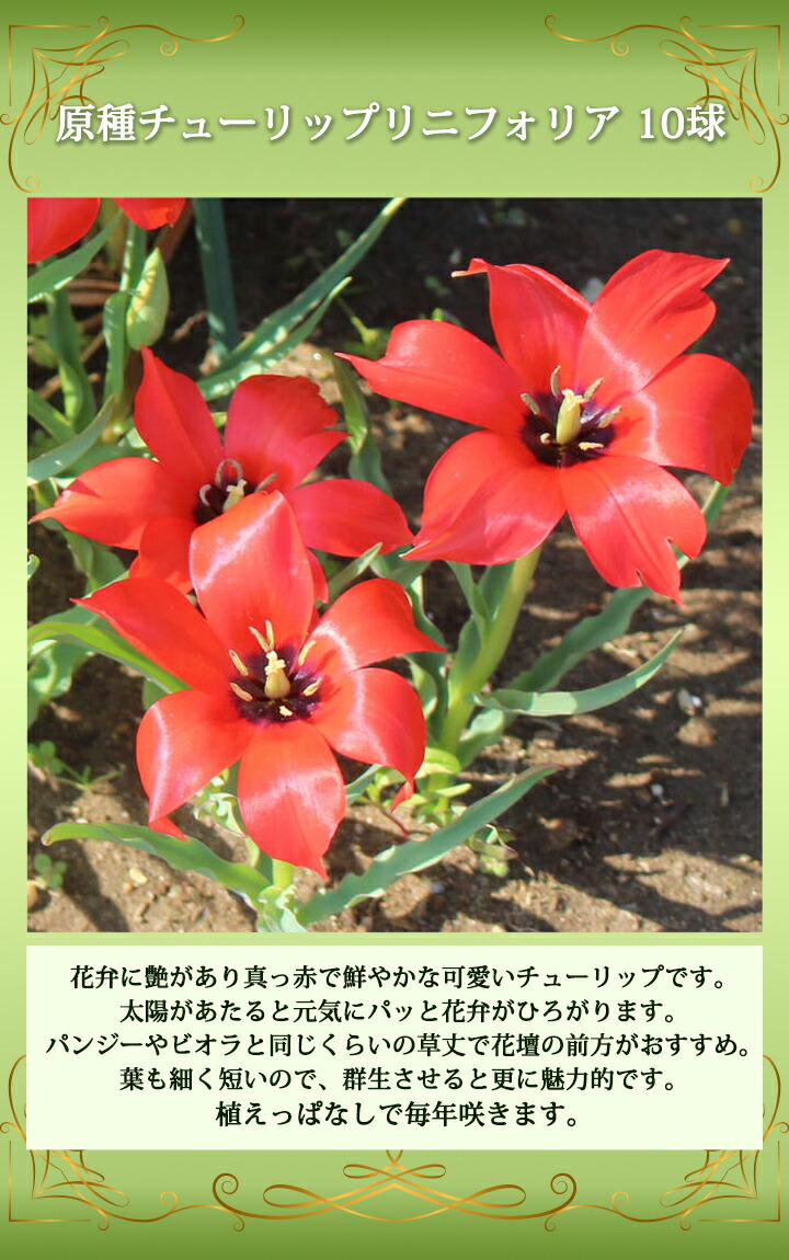 楽天市場 1000円ポッキリ 送料無料 秋植え球根 植えっぱなし 原種チューリップ リニフォリア 10球 お届け中 メール便でお届け チューリップ 球根 花の球根 秋植え球根 小球根 野放し 秋植え 鉢植え 庭植え ガーデニング 花壇 ハッピーガーデン