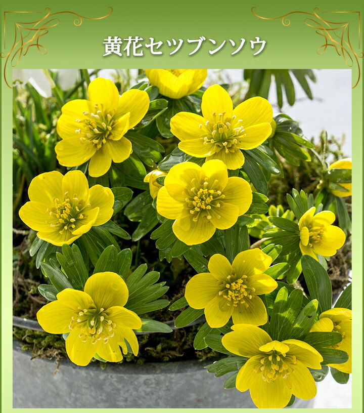楽天市場 増量2倍 1000円ポッキリ 全国どこでも送料無料 黄花セツブンソウ 25球 50球 お届け中 Eranthis Hyemalis 節分草 エランティス シリシカ 球根 多年草 秋球根 秋冬植え球根 ハッピーガーデン 楽天市場 増量2倍 1000円ポッキリ 全国どこでも送料無料 黄花セツブンソウ 25球 50球 お届け中 Eranthis Hyemalis 節分草 エランティス シリシカ 球根 多年草 秋球根 秋冬植え球根 ハッピーガーデン