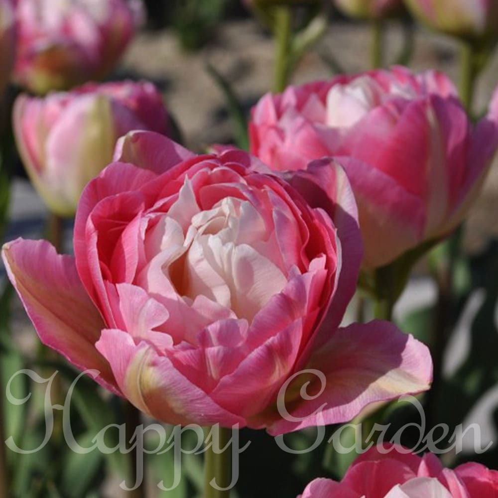 楽天市場】球根 花 フリンジ咲き チューリップ ラブラドール 5球セット