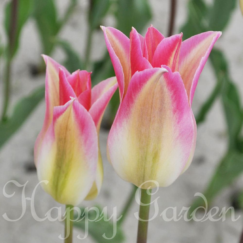 楽天市場】球根 花 チューリップ フロローサ 5球セット 珍しい ビリ