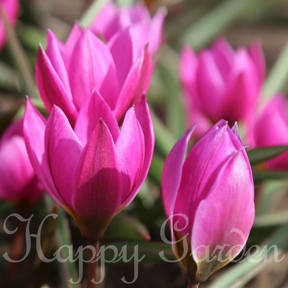 植えっぱなし 球根 原種チューリップ 秋植え 秋球根 野放し ガーデニング ガーデン 鉢植え 秋植え球根 22bu ヘレナ 庭植え 花の球根 セットtulipa 花壇 5球