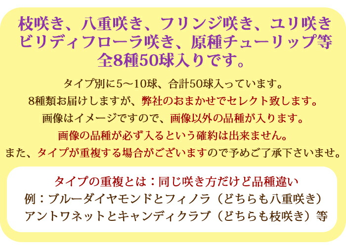 楽天市場 秋植え球根 バラエティチューリップ球根 セット 8種 合計50球 お届け お届け中 地域限定 送料無料 チューリップ 球根 秋植え 花の球根 八重咲き 枝咲き ユリ咲き フリンジ咲き 一重咲き 原種 冬植え球根 単品はコンパクト便 ハッピーガーデン