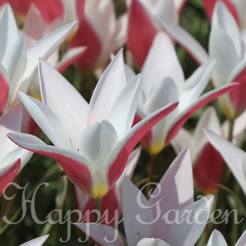 球根 原種系 チューリップ レディージェーン 4球入りtulipa Clusiana Lady Jane 秋植え球根 植えっぱなし 花の球根 庭植え 秋 植え 花壇 ガーデニング ガーデン 鉢植え 22bu 売れ筋商品