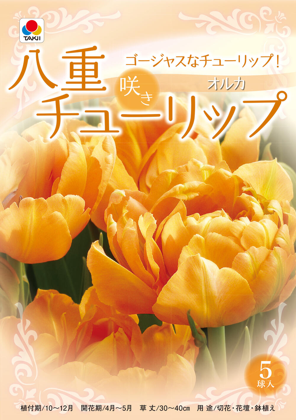 楽天市場 秋植え球根 八重咲きチューリップ球根 オルカ 5球 お届中 コンパクト便中型球根 チューリップ 球根 花の球根 秋植え球根 Tulip ガーデニング 寄せ植え 庭植え 花壇 秋植え 黄花 ハッピーガーデン