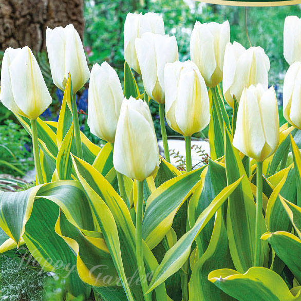 楽天市場】球根 花 八重咲きチューリップ ホワイトヴァレー 3球セット
