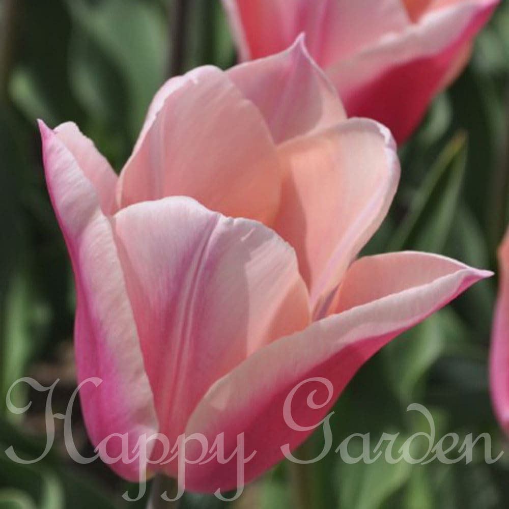 楽天市場】球根 花 八重咲き チューリップ マウントタコマ 白花 4球