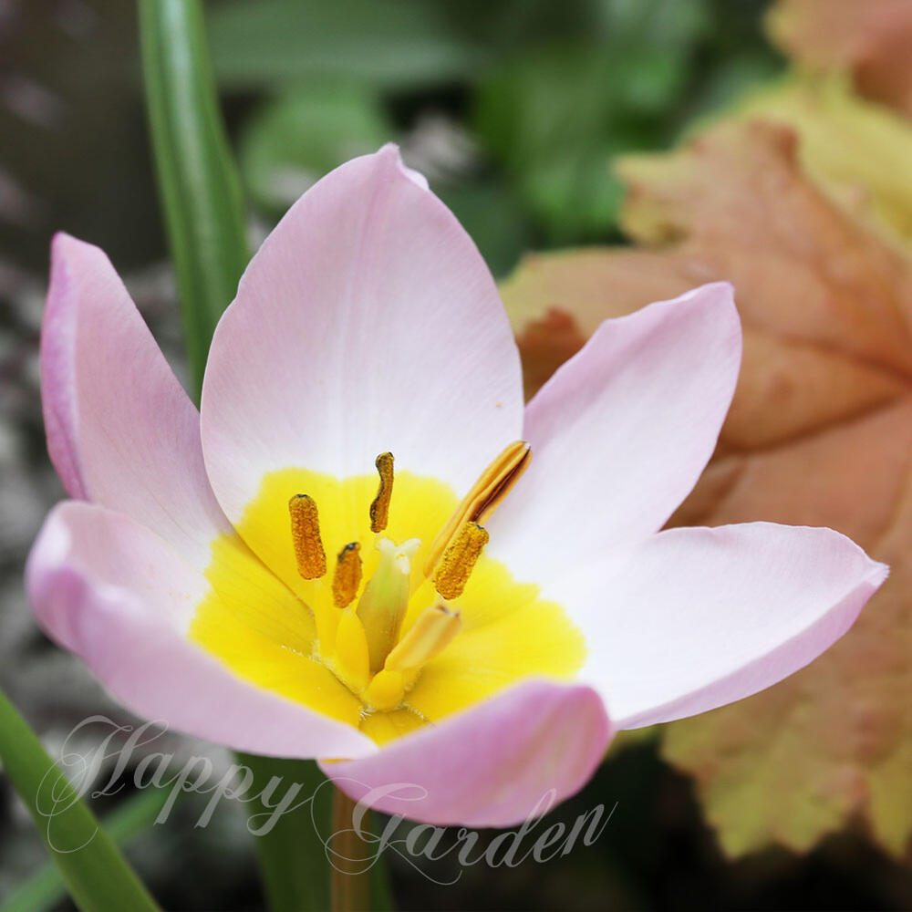 楽天市場】植えっぱなし球根 球根 花 原種チューリップ サキサテリス 5