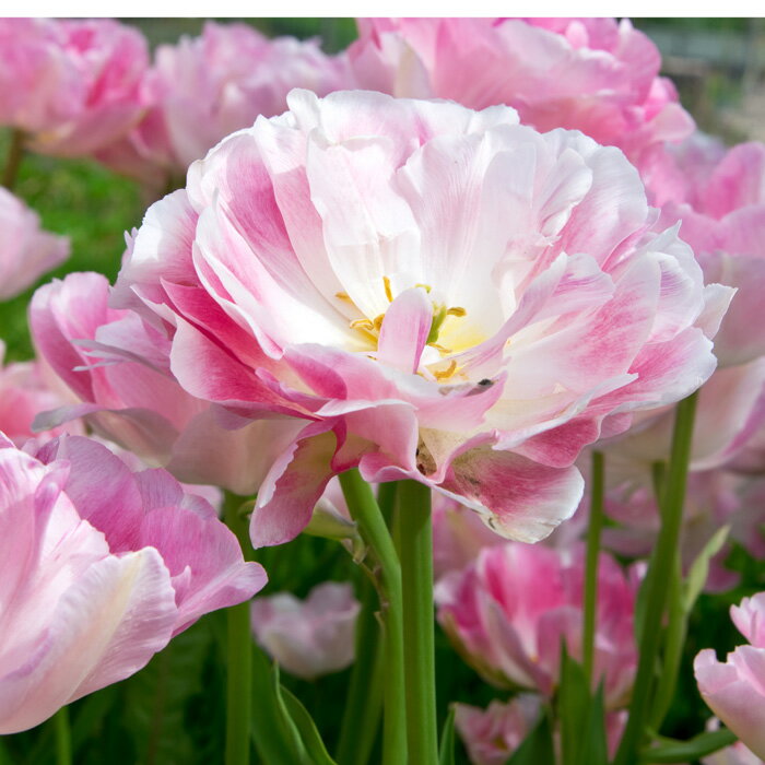 楽天市場 球根 八重咲き晩生 チューリップ フィノラ 5球セット 即納 Tulip 鉢植え 庭植え 寄せ植え 花壇 桃花 ハッピーガーデン