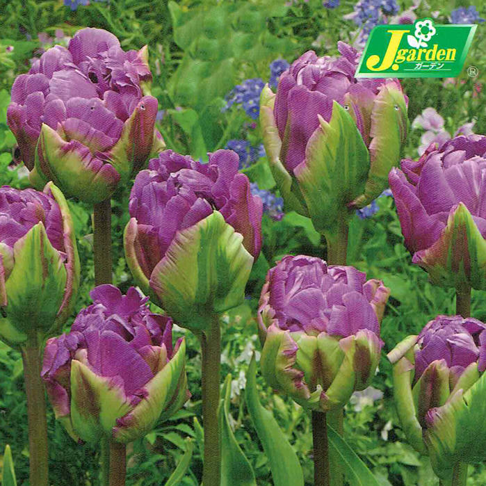 楽天市場 秋植え球根 アイスクリーム チューリップ ブルーベリーアイス 2球 球根 お届け中 Tulip Pop Up Perplek 秋植え 球根 鉢植え 庭植え 寄せ植え ガーデニング チューリップ 球根 中型球根 21bu Com ハッピーガーデン
