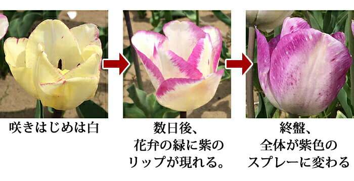 すべての花の画像 無料ダウンロードチューリップ 花弁