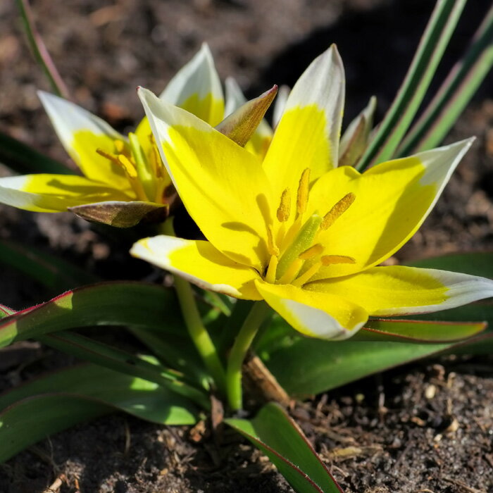 【チューリプ花苗】原種チューリップタルダ4ポット15芽以上Tuliptarda【毎年楽しめる植えっぱなしチューリップ】【宅配メール便対応の場合:時間指定&代金引換不可】【秋植え球根】