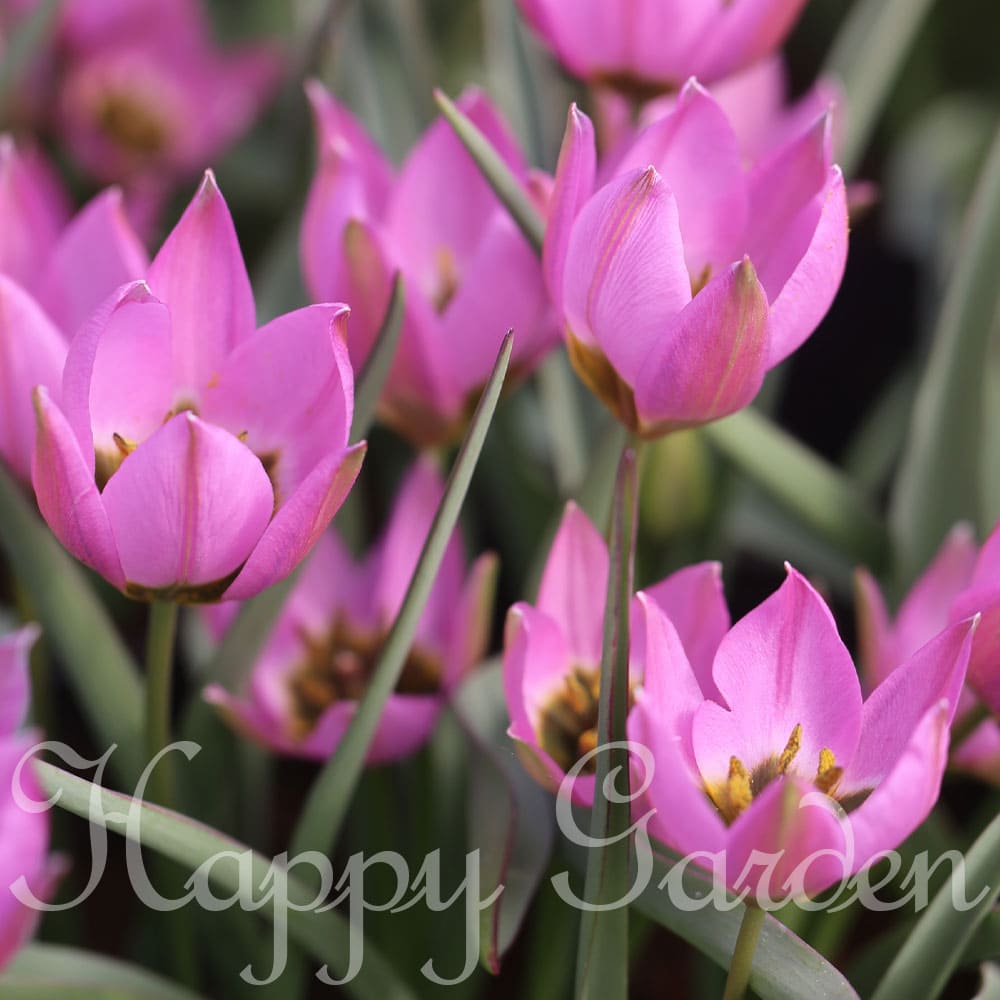 球根 原種チューリップ ヴィオレッタ 3球 セットtulipa 秋植え球根 植えっぱなし 花の球根 庭植え 秋植え 花壇 ガーデニング ガーデン 鉢植え 22bu 特別セーフ