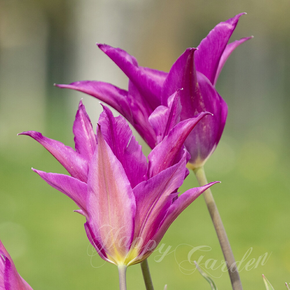 楽天市場】球根 花 香りのユリ咲き チューリップ サンネ 4球セット 桃