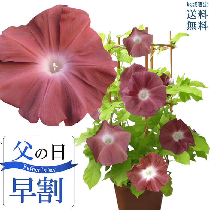 父の日 ギフト 花 激安 鉢植え 珍しい 海老茶色 朝顔 黄葉 団十郎 1鉢 6号 先行予約 父の日期間6月14日 19日お届け 地域限定送料無料 あさがお 22fd お花 祖父 お中元 希少 七夕 日本朝顔協会登録 父 誕生日 日本朝顔 朝顔市 入谷 プレゼント アサガオ