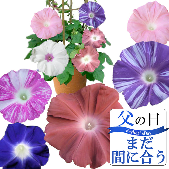 贈呈 まだ間に合う 父の日 お中元 花 鉢植え 珍しい団十郎入り 4色植え 朝顔 行灯仕立て 6号1鉢 選べる4種 父の日期間6月14日 19日お届け または お中元お届け 地域限定送料無料 あさがお アサガオ 入谷 御中元 誕生日 緑のカーテン グリーンカーテン 七夕 朝顔市 22fd