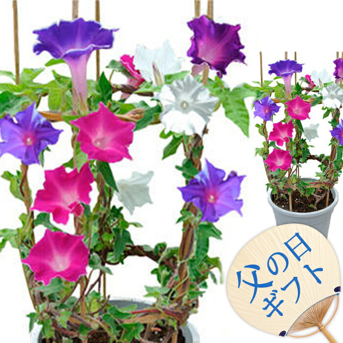 楽天市場 お中元 ギフト 朝顔 桔梗咲き 4種１鉢 あさがお 6号 鉢花 鉢植え 父の日以降順次発送 地域限定 送料無料 行灯仕立て 朝顔市の朝顔 花 お中元 花鉢 送料無料 夏ギフト 誕生日プレゼント 母 祖母 祖父 父 男性 プレゼント 緑のカーテン ハッピーガーデン