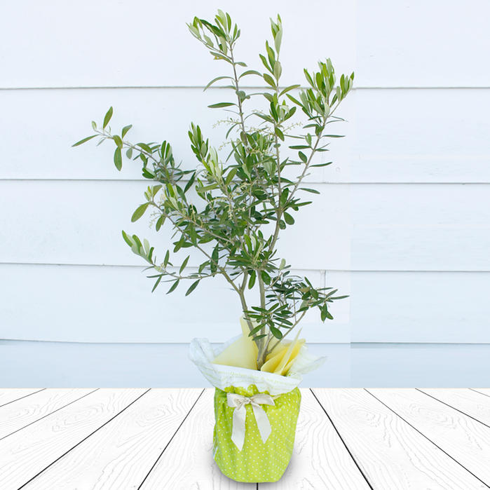お中元 ギフト 果樹 オリーブの木 5号 1鉢 お届け中 地域限定 送料無料 Olive 硬質プラスチック鉢 Father S Day 父 お父さん 父親 祖父 プレゼント 実のなる木 庭木 オリーブ オリーヴ 誕生日 お祝い 21fd Giosenglish Com