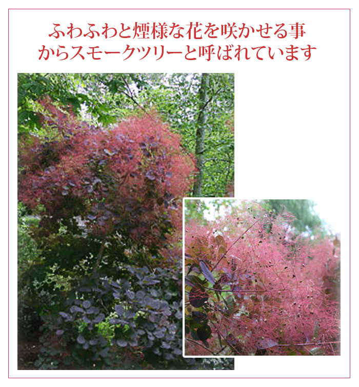 楽天市場 父の日ギフト スモークツリー ロイヤルパープル7号鉢cotinus Cottygria Royal Purple 父の日 送料無料 ハッピーガーデン