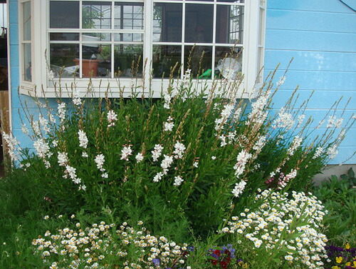 楽天市場 花苗 白蝶草 ガウラ 白花 桃色花 3 3 5号 1鉢 2種より選択 お届け中 Gaura Lindheimeri 夏に元気 丈夫 白蝶草 桃花 赤葉 夏の花 苗 花苗 夏 宿根草 イングリッシュガーデン 苗 鉢植え 庭植え ガーデニング 花壇 季節の花苗 ハッピーガーデン