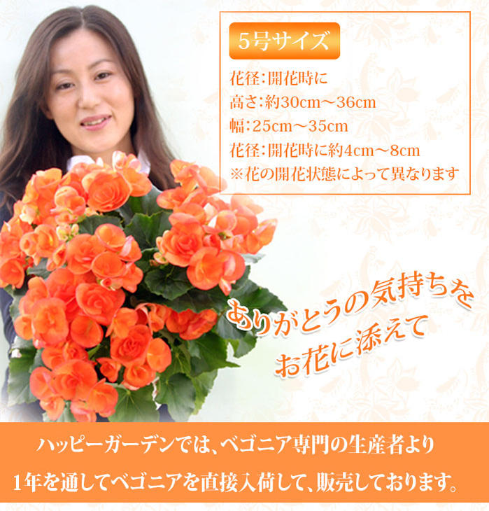 楽天市場 父の日ギフト 鉢花 ベゴニア バチック オレンジ色 籠付きラッピング5号 先行予約 父の日期間6月16 日お届け 地域限定 送料無料 同梱不可 メッセージカード無料 ラッピング無料 鉢花ギフト 義母 母 プレゼント リーガースベコニア 21fd ハッピーガーデン