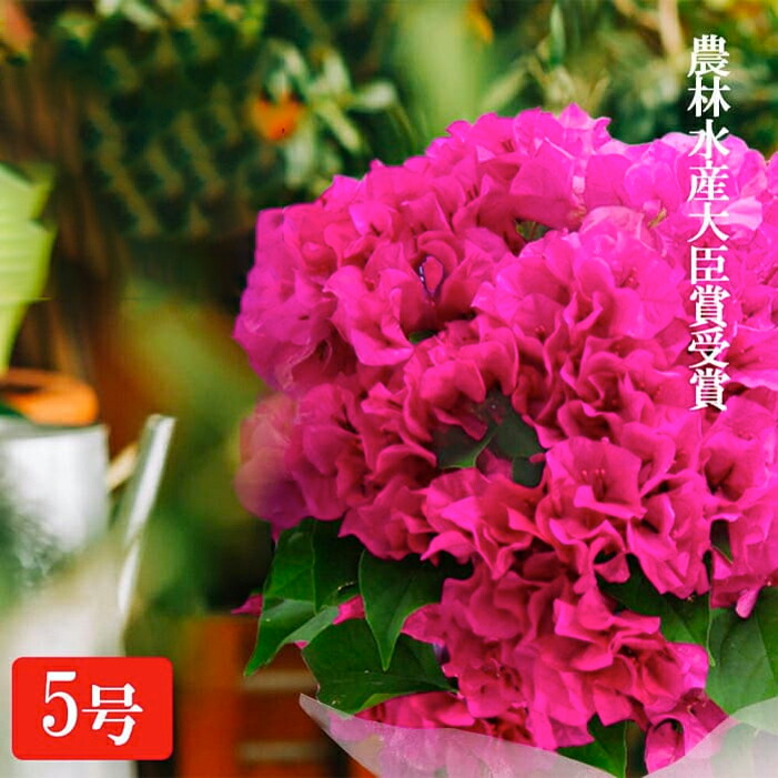 市場 ＼早割 プレゼント におい桜 鉢植え ベゴニア 花 敬老の日 クーポン