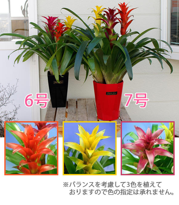 楽天市場 敬老の日 ギフト 花 プレゼント グズマニア ミックスカラー 3本立ち7号 敬老の日期間お届け9月16日 日又はお取り寄せ 地域限定 送料無料 花鉢 ギフト 鉢花 誕生日 プレゼント 新築祝い おしゃれ 友人 インテリア グリーン 退職祝い 送別 男性 上司 友人