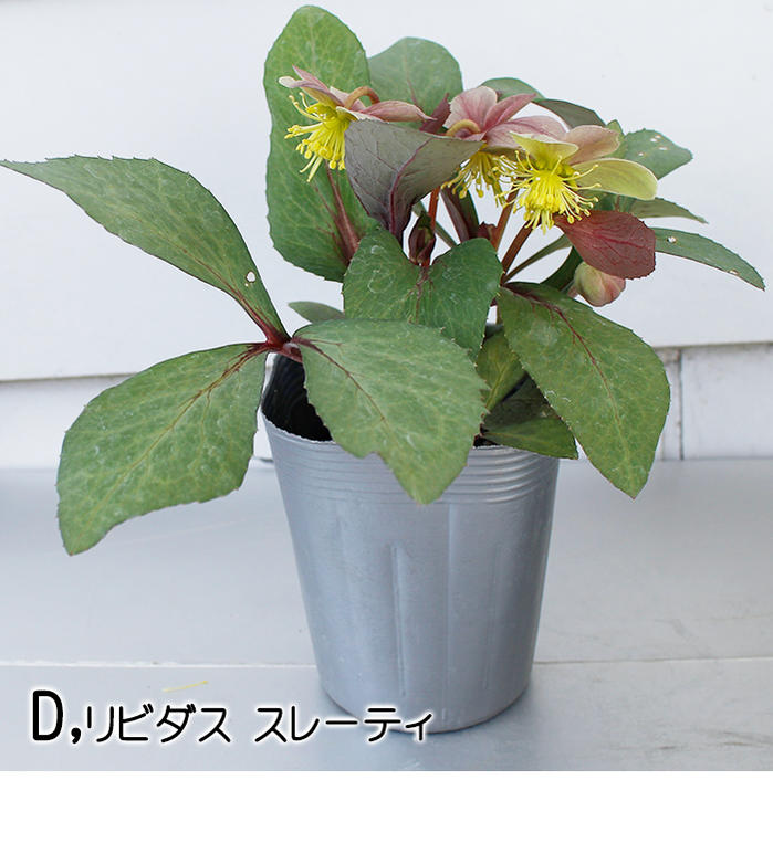 楽天市場 花苗 カラーリーフ クリスマスローズ 選べる9種 3 5g号 Helleborus Hybridus クリスマス ローズ カラーリーフ 苗 ハッピーガーデン