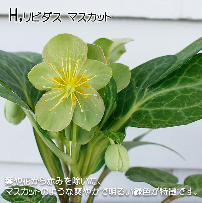 楽天市場 花苗 カラーリーフ クリスマスローズ 選べる9種 3 5g号 Helleborus Hybridus クリスマス ローズ カラーリーフ 苗 ハッピーガーデン