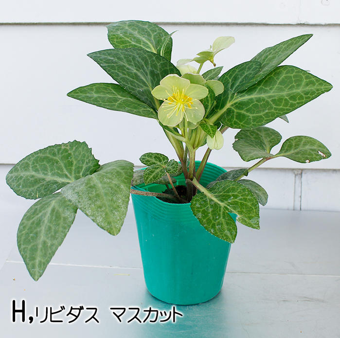 楽天市場 花苗 カラーリーフ クリスマスローズ 選べる9種 3 5g号 Helleborus Hybridus クリスマス ローズ カラーリーフ 苗 ハッピーガーデン