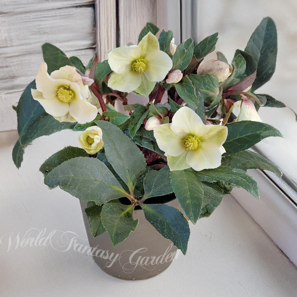 楽天市場】花鉢 八重咲き クリスマスローズ 6号1鉢 【お届け中