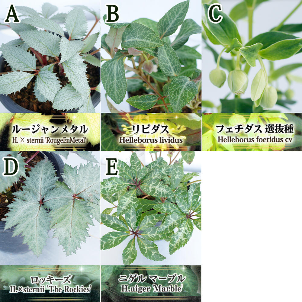 楽天市場 花苗 カラーリーフ クリスマスローズ 選べる5種 5号 Helleborus Hybridus クリスマス ローズ カラーリーフ ハッピーガーデン