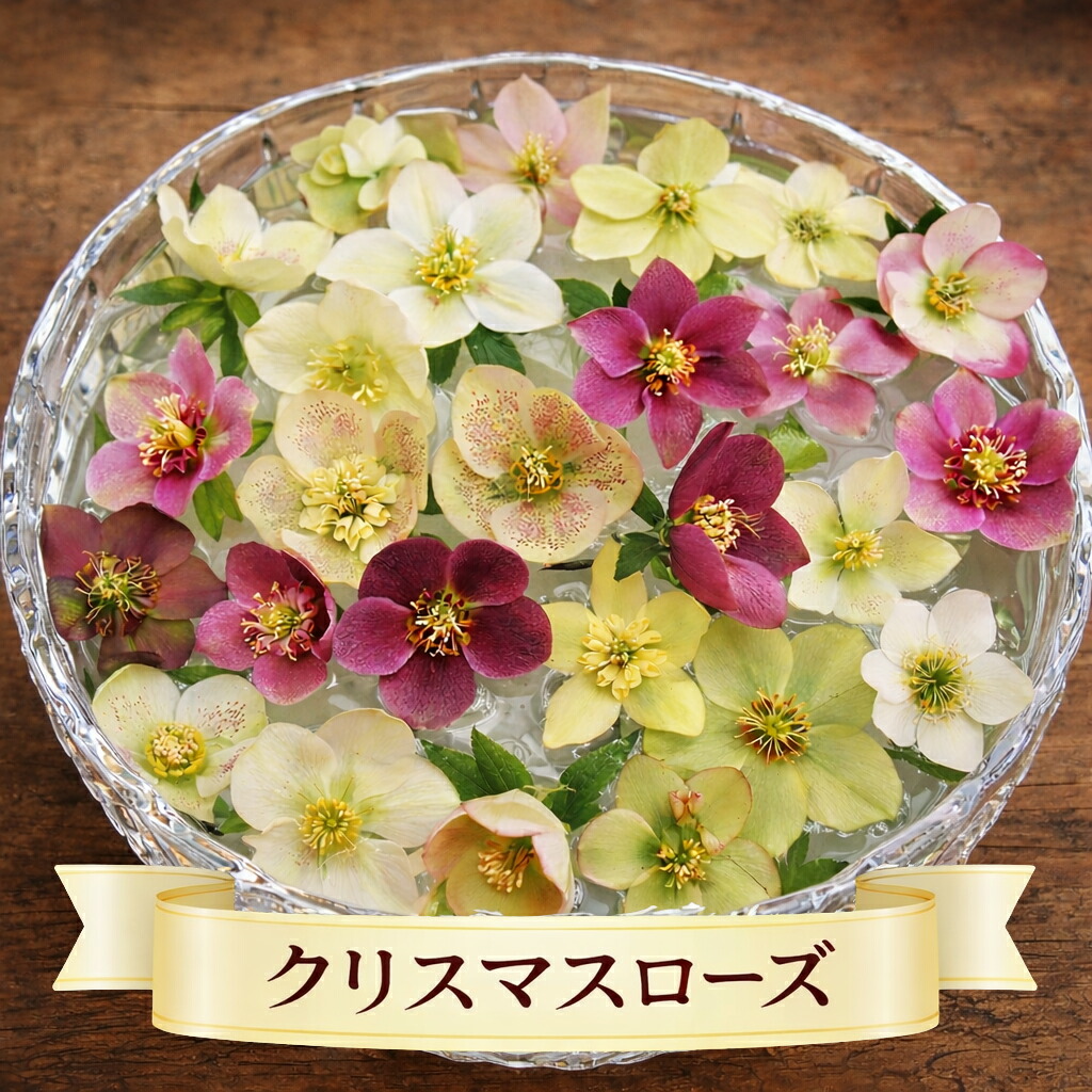 楽天市場】花鉢 八重咲き クリスマスローズ 6号1鉢 【お届け中